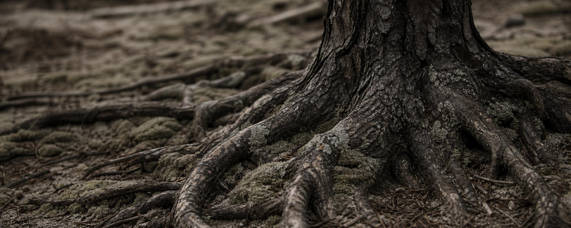 Loblolly pine roots spread through sandy soil