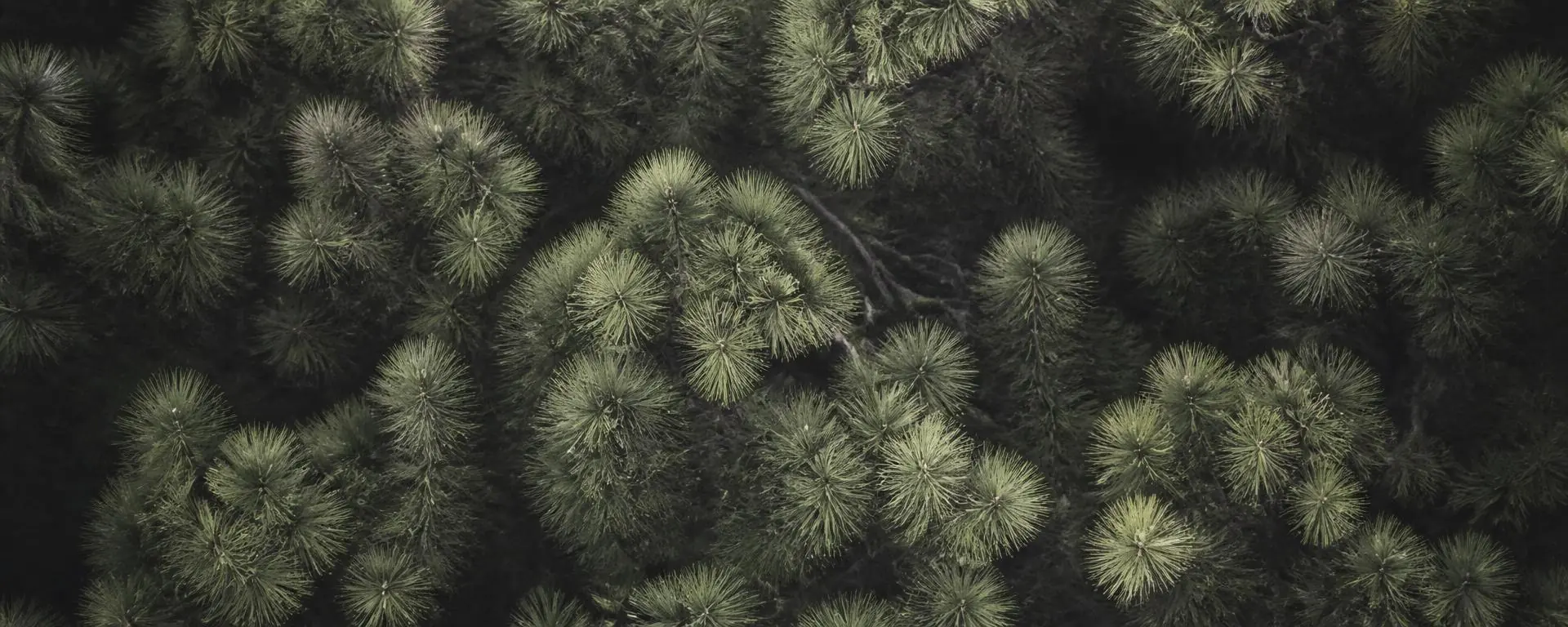 Overhead view of loblolly pine canopy